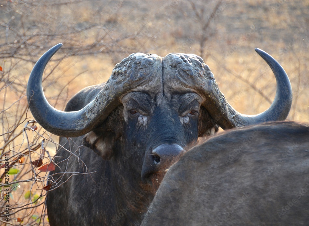 Old male African buffalo with huge curly horns staring intently at the  camera from behind the rump of another animal Stock Photo | Adobe Stock