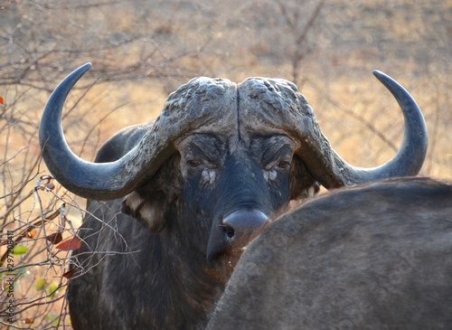 Old male African buffalo with huge curly horns staring intently at the camera from behind the rump of another animal