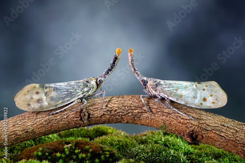 White wing Lantern-fly (Pyrops astarte) is a species of planthopper, found in Southeast Asia, and also known as Red nose lantern bugs. Lanternflies : The unicorns of the insect world. Beautiful insect photo