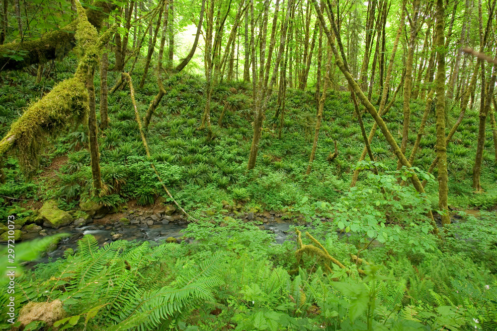 Fototapeta premium A Scenic Rain Forest
