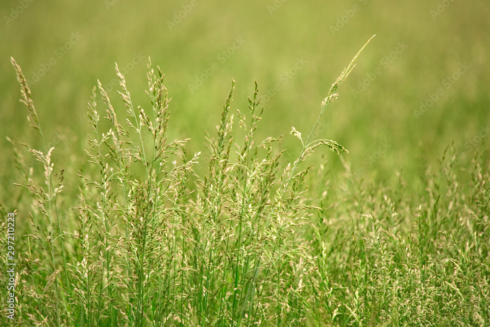 Pasture Grass