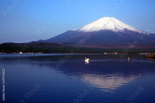 Swans roaming at the foot of Mount Fuji