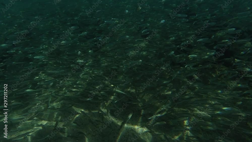 Slow motion video of a large flock of fish underwater in the sea Slow motion video of a large flock of fish underwater in the sea