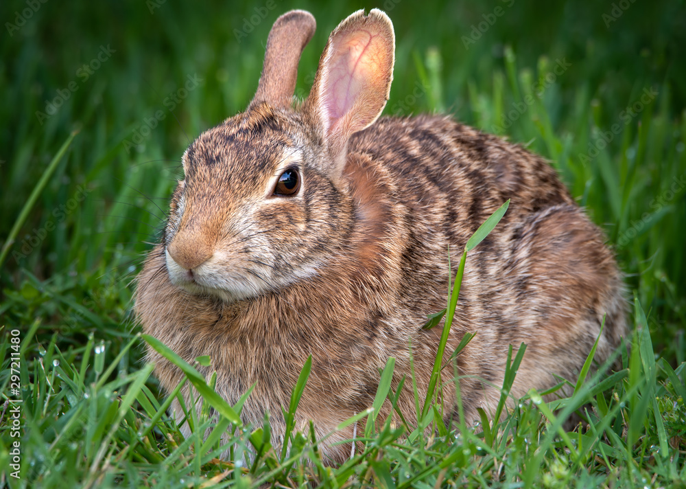 Adult Cottantail Rabbit Adult Cottantail Rabbit