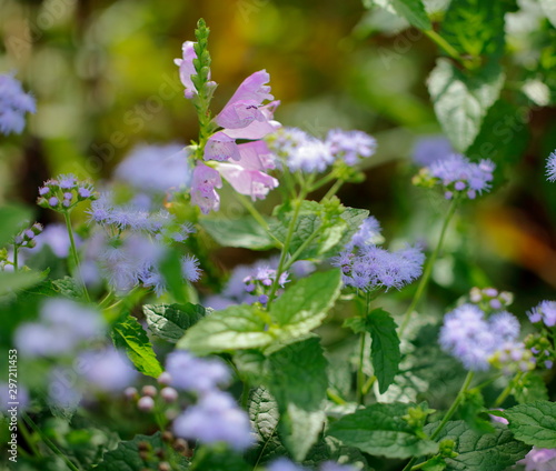 Wallpaper Mural 植物 Torontodigital.ca