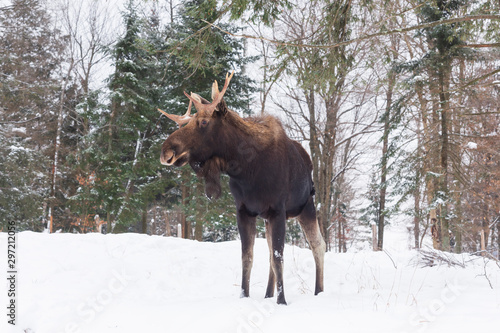A lone male moose in a winter scene © Joe