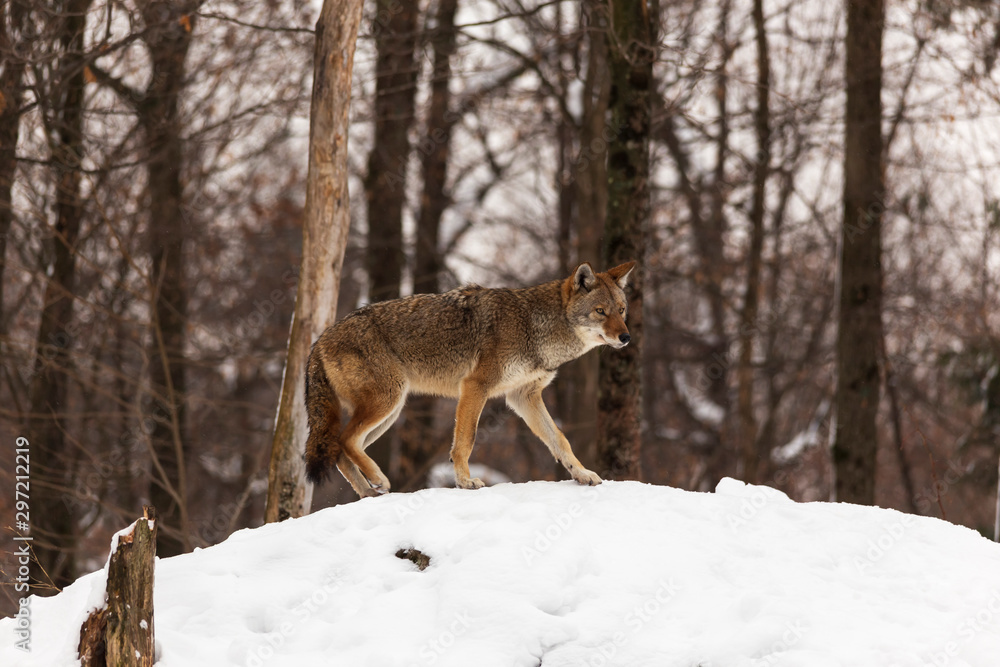Obraz premium A lone coyote in a winter scene