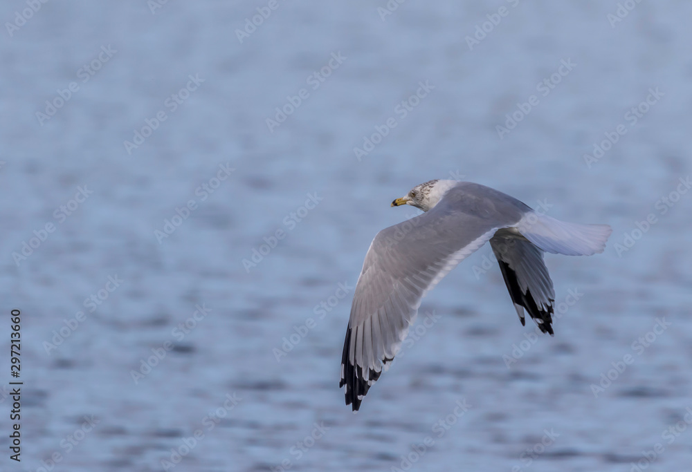 ring billed gull in flight at presque isle state park in Erie Pennsylvania ring billed gull in flight at presque isle state park in Erie Pennsylvania