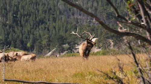 Bull elk bugling in a meadow with another bull and herd of cows