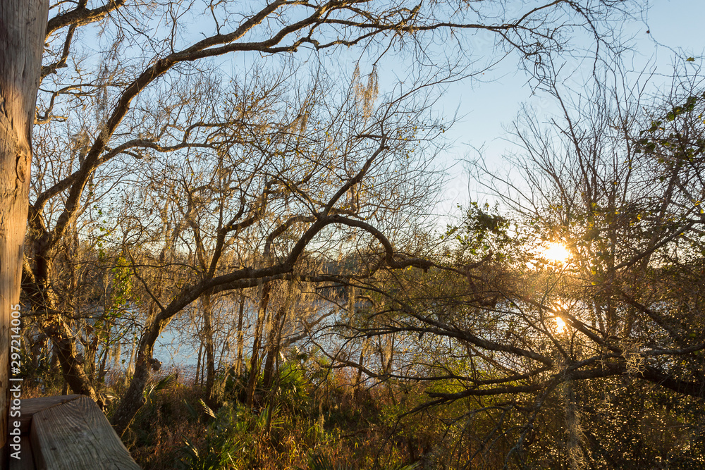 Clear Creek and subtropical jungle vines at sunset from, taken from the boardwalk at Challenger Seven Memorial Park, League City TX Clear Creek and subtropical jungle vines at sunset from, taken from the boardwalk at Challenger Seven Memorial Park, League City TX