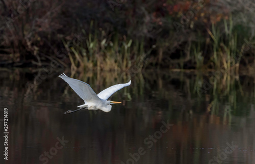 beatiful great white egret in flight in autumn at Presque isle Lake Erie Pennsylvania  © Spartaneyes