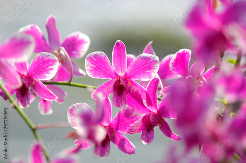 Fototapeta Naklejka Na Ścianę i Meble -  beautiful orchid flower in garden