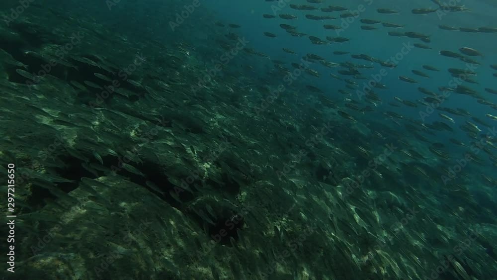 Slow motion video of a large flock of fish underwater in the sea Slow motion video of a large flock of fish underwater in the sea