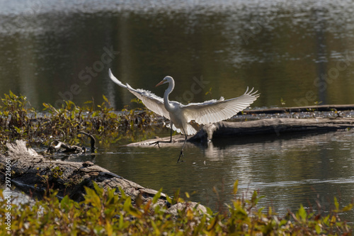 great white egret landing with wings spread wide open  © Spartaneyes