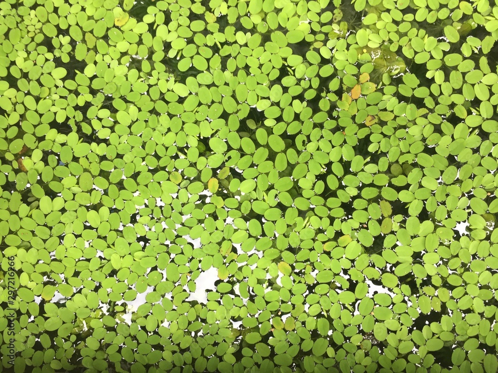 background of green leaves background of green leaves
