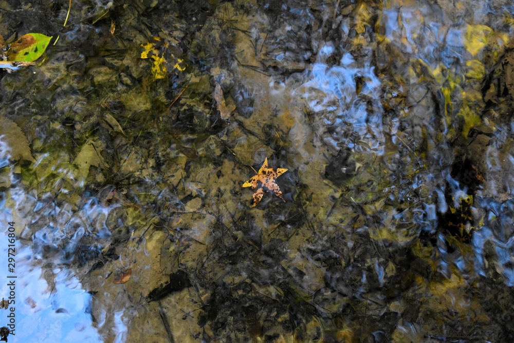 Obraz premium Submerged Leaf