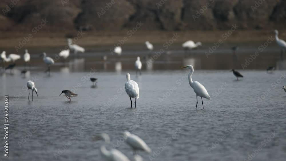 Great egret (Ardea alba) and a flock of shorebirds, foraging food together on mudflat in the salt field in the morning at lower central of Thailand. Great egret (Ardea alba) and a flock of shorebirds, foraging food together on mudflat in the salt field in the morning at lower central of Thailand.