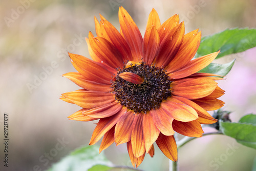 Beautiful red orange and yellow sunflower in New England in autumn 