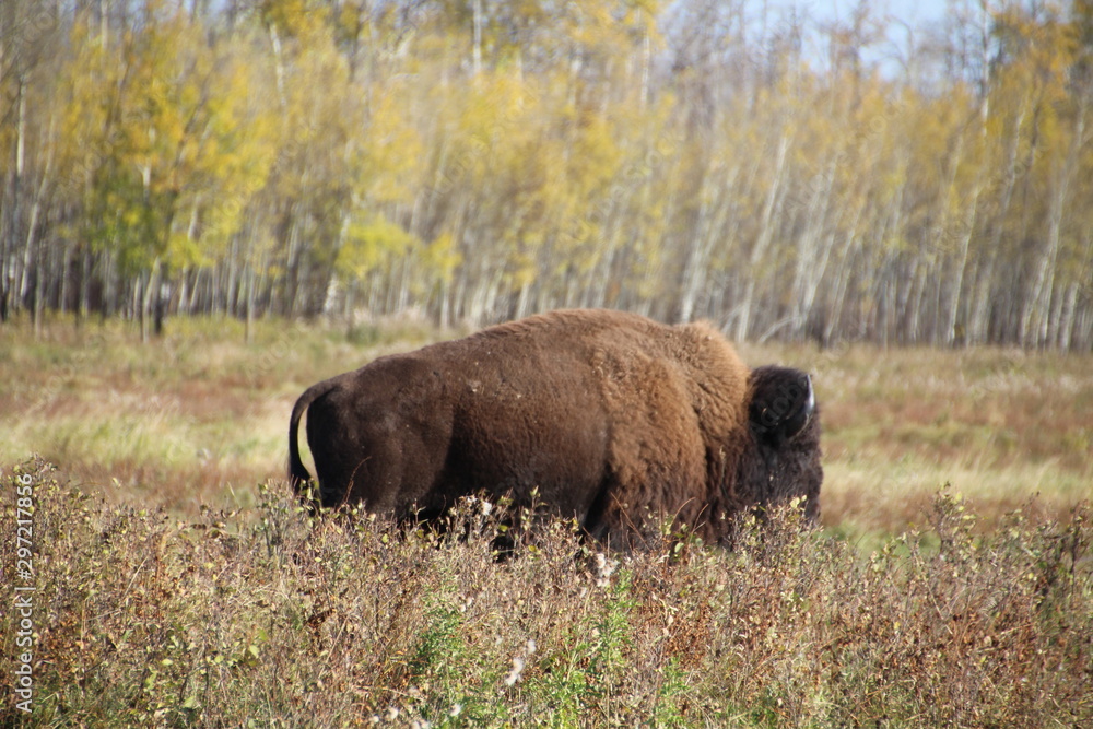 Fototapeta premium Bison In The Autumn, Elk Island National Park, Alberta