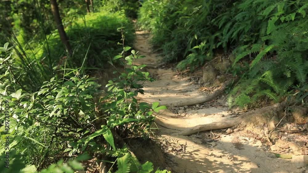 Female cyclist cross country biking in tropical rainforest 