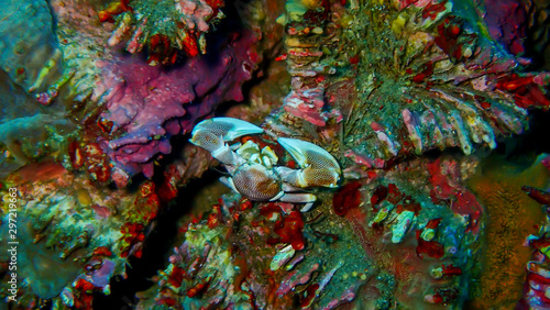 On the ocean floor below 15 meters deep sea There are small, bright crabs on the stone. © NaVachon