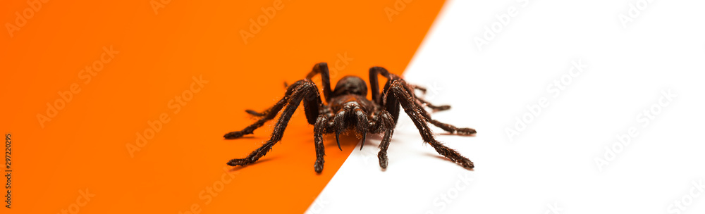 Black Halloween spider on orange and white background with blank space for text or image Black Halloween spider on orange and white background with blank space for text or image