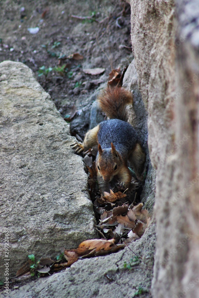 squirrel on rock squirrel on rock