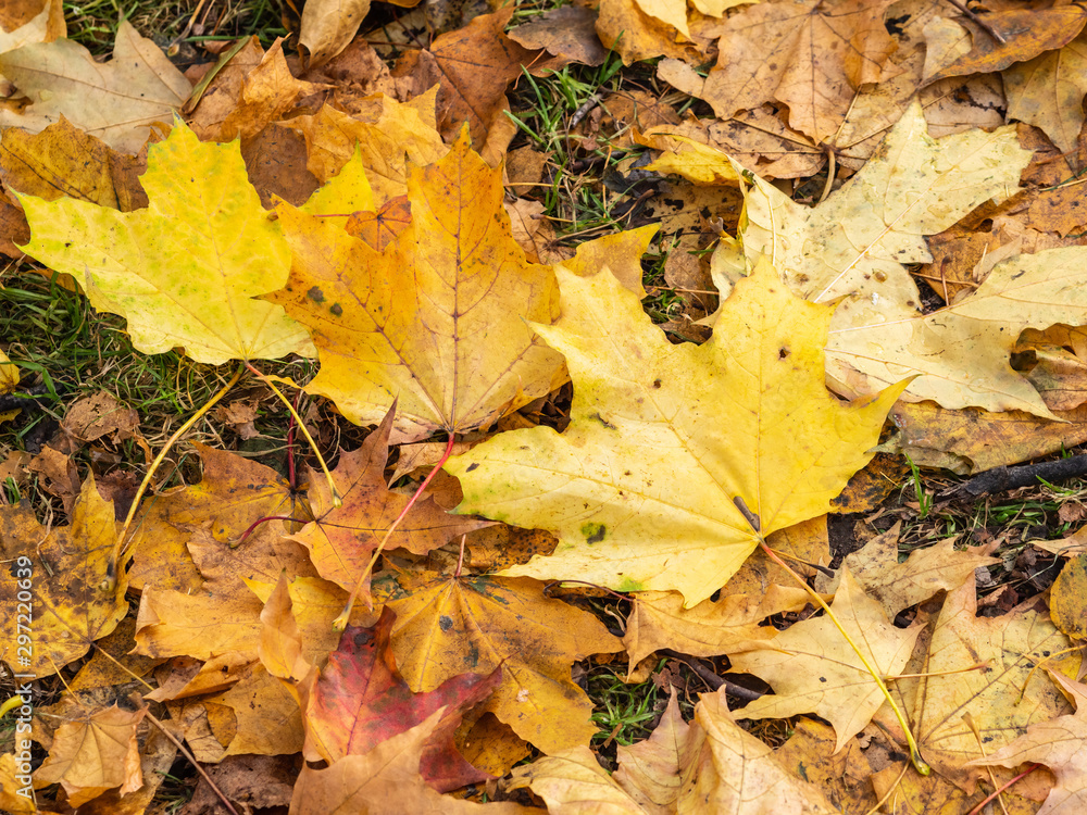 Orange and yellow fallen maple leaves in the sunlight.