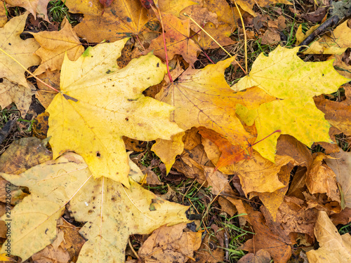 Orange and yellow fallen maple leaves in the sunlight.