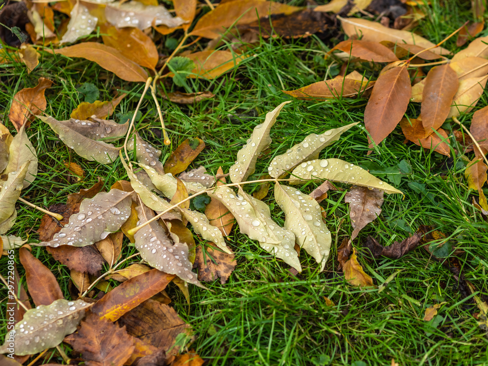 Fallen yellow and orange autumn maple leaves on green grass on the ground. Autumn horizontal background with dried leaves in the sunlight. Fallen yellow and orange autumn maple leaves on green grass on the ground. Autumn horizontal background with dried leaves in the sunlight.