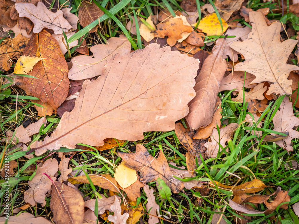 Orange, brown and yellow fallen oak leaves on green grass. Autumn horizontal background with dried leaves in the sunlight. Orange, brown and yellow fallen oak leaves on green grass. Autumn horizontal background with dried leaves in the sunlight.