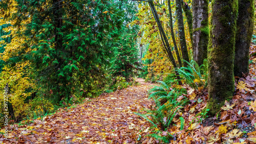 A walk in the woods on the TransCanada Trail at Burnaby Mountain - Fall