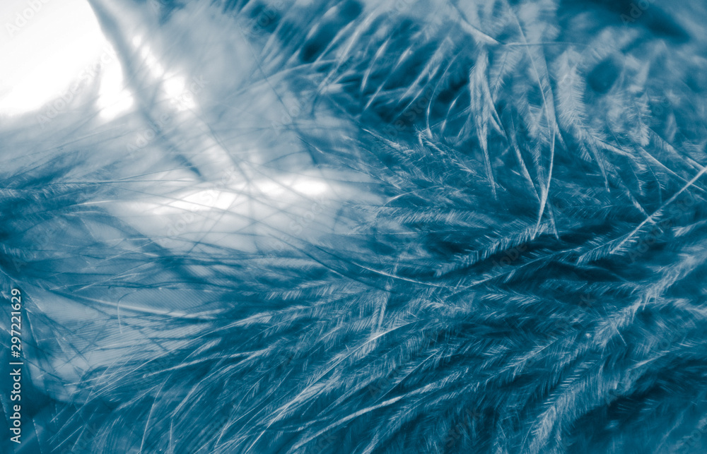 Beautiful abstract pink and purple feathers on darkness background and colorful soft white blue feather texture pattern Beautiful abstract pink and purple feathers on darkness background and colorful soft white blue feather texture pattern