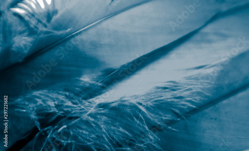Wallpaper Mural Beautiful abstract pink and purple feathers on darkness background and colorful soft white blue feather texture pattern Torontodigital.ca