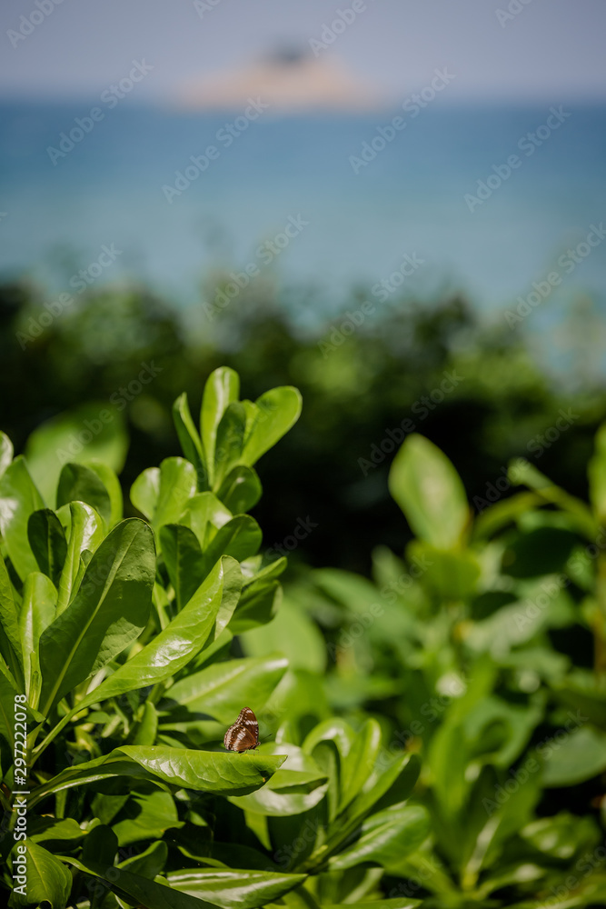 Obraz premium green grass on blue background