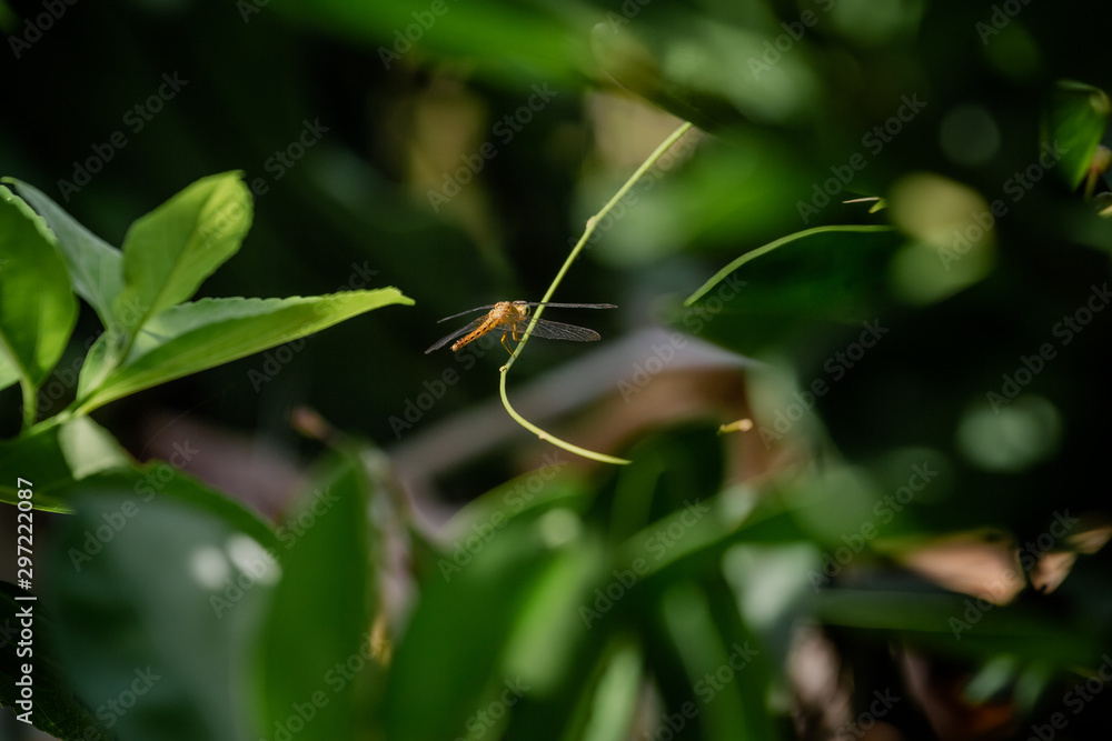 dragonfly on a leaf dragonfly on a leaf