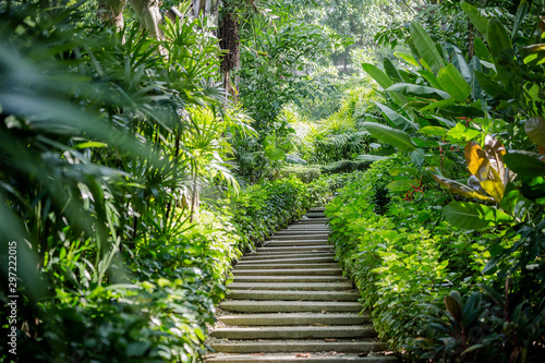 wooden path in the garden