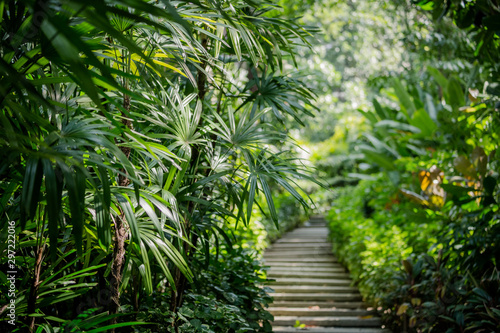 palm trees in the garden