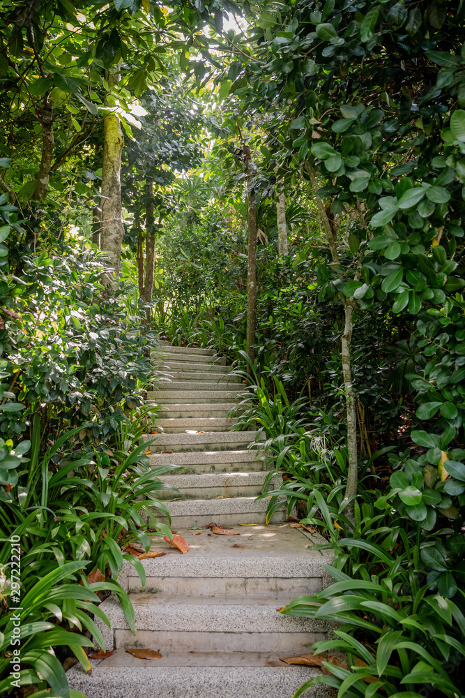path in the forest path in the forest
