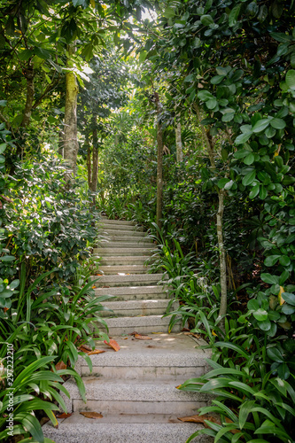 path in the forest