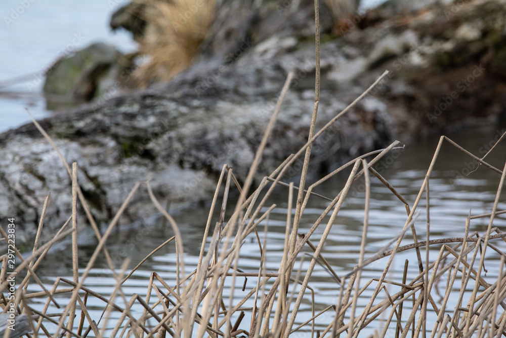 reeds reeds