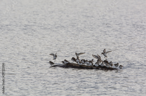 Dublins on a log