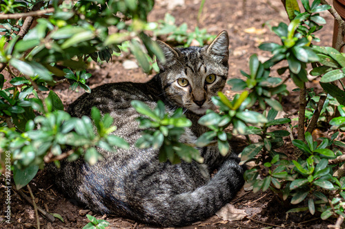 cat in the garden