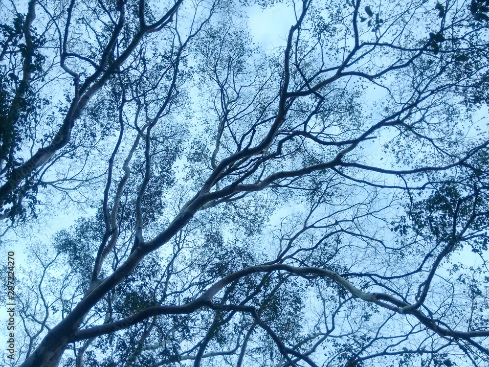 Veins of Nature Veins of Nature