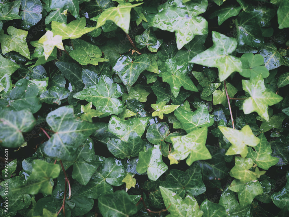 green ivy leaves creeper plant with water drops after raining green ivy leaves creeper plant with water drops after raining