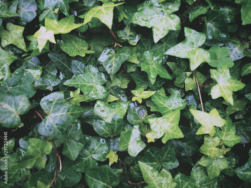 green ivy leaves creeper plant with water drops after raining