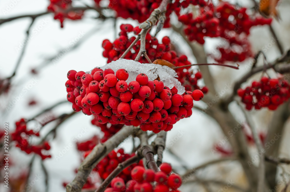 Rowan clusters on a branch under the snow.Berries on a tree under the ice.