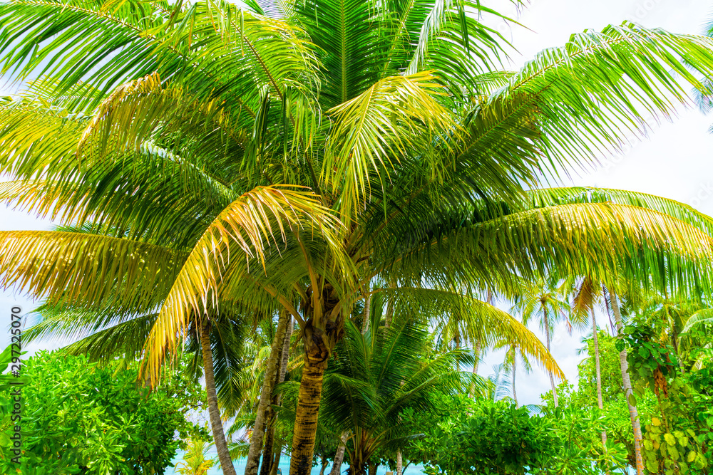 Fototapeta premium Beach summer vacation holidays background with coconut palm tree