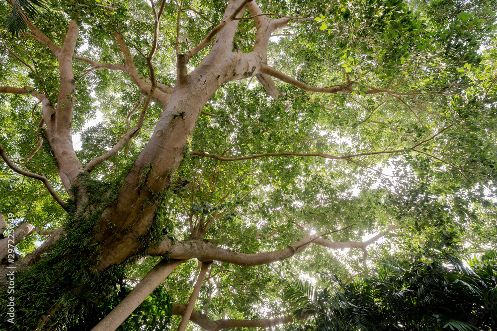 banyan tree in the forest