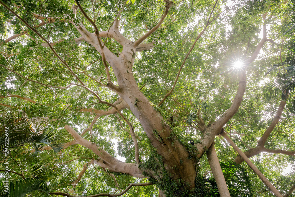 tree in the forest tree in the forest